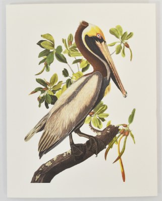 Box of 10 Brown Pelican on a Branch Coastal Note Cards