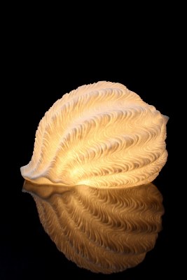 12" White Polyresin Tonna Shell Coastal Table Lamp