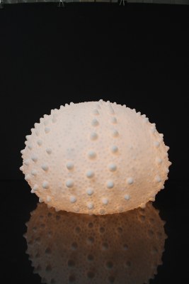 14" White Polyresin Sea Urchin Coastal Table Lamp