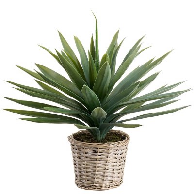 22" Faux Green Agave in Natural Whitewash Wicker Basket