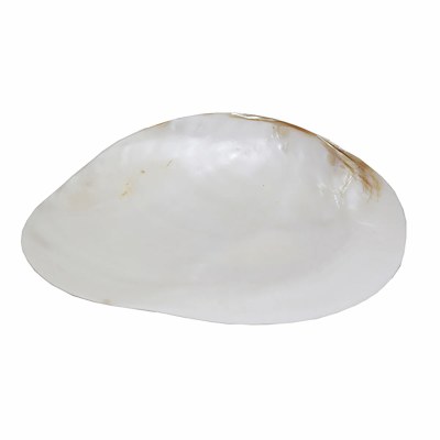 9" Natural Shell Dish