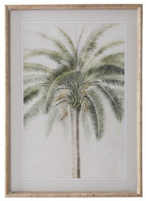 27" X 20" Thick Trunk Palm Framed Under Glass