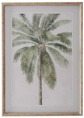 27" X 20" Thin Trunk Palm Framed Under Glass