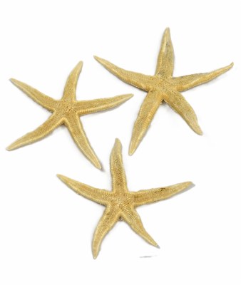Bag of Three 3"- 5" Astro Poly Starfish