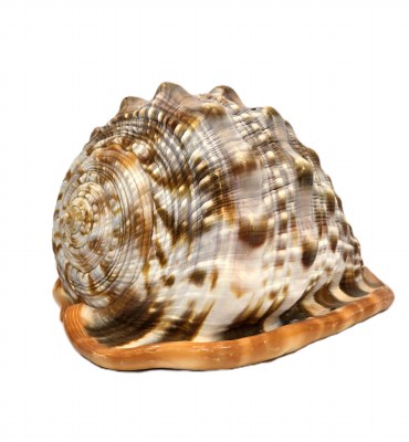6"- 7" Cassis Rufa Cameo Shell