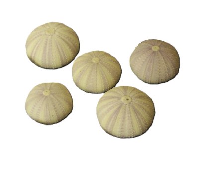 Bag of Five 1.5" - 2" Natural Purple Urchins
