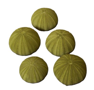 Bag of Five 1.5" - 2" Natural Green Urchins