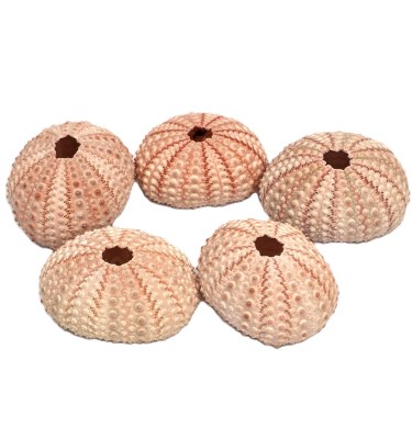 Bag of Five 1"- 1.5" Natural Pink Urchins