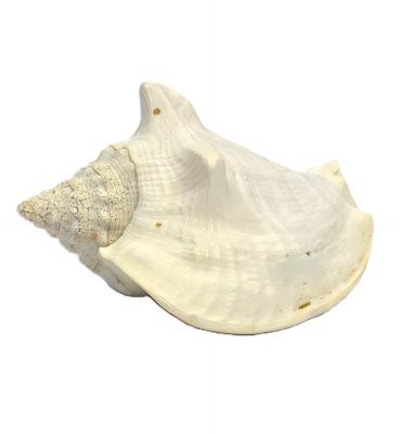 6"- 7" Strombus Costatus Shell