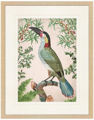 32" x 24" Toucan Framed Print