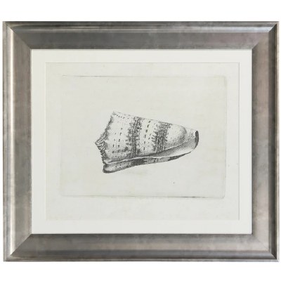 25" x 29" Turban Shell Framed Print Under Glass