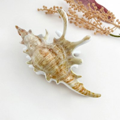Beige and Gray Lambis Seashell Coastal Hair Clip