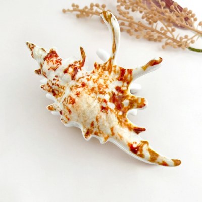 Brown and White Lambis Seashell Coastal Hair Clip