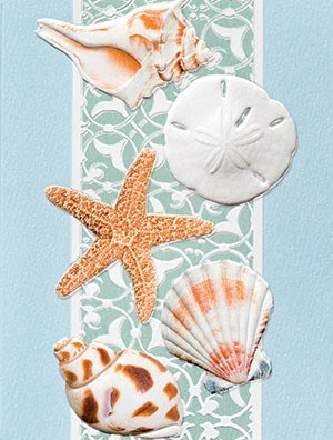 Box of Nine Natural Seashells Blank Note Cards