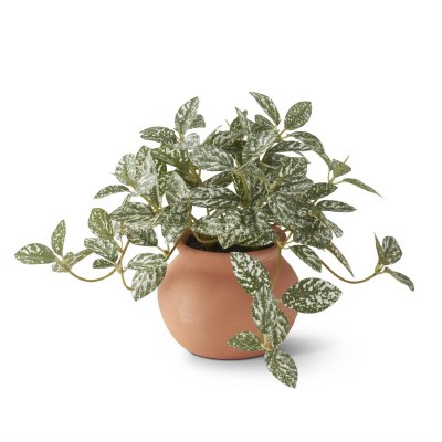 6.5" Faux Polka Dot Begonia in a Terracotta Pot