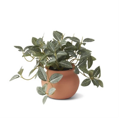 6.5" Faux Fittonia in a Terracotta Pot