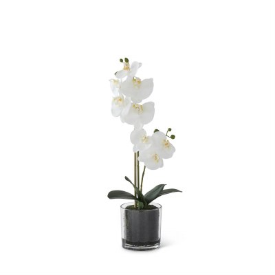 20" Faux White Orchid With Moss in a Glass Vase
