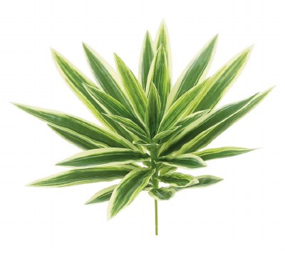 10" Faux White and Green Dracaena