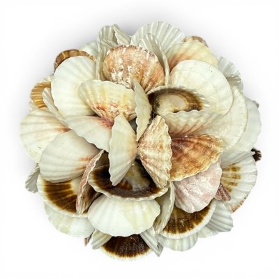 6" Natural Pecten Shell Orb