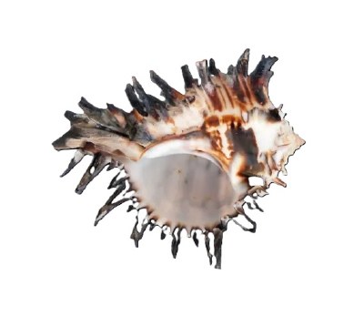 5"- 6" Black Murex Shell