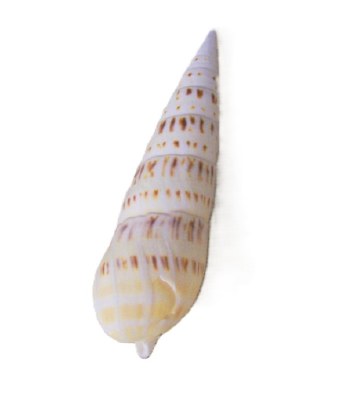6"- 7" Terebra Maculata Shell