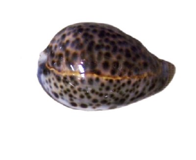 3"- 3.5" Tiger Cowrie Shell