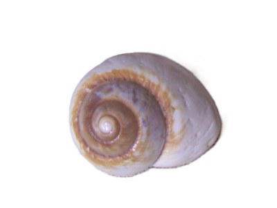 3" Mountain Land Snail Shell Polished