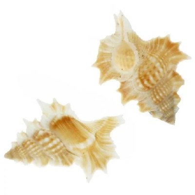 Bag of Five 1" Apolon Perca Shells