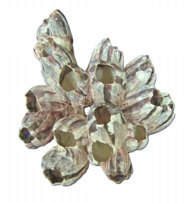 5"- 7" Purple Barnacle Cluster