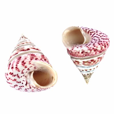 2.5" Strawberry Trocha Polished Shell