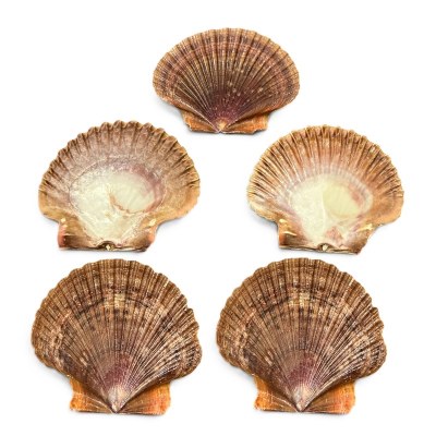 Bag of Five 2.5"- 3" Mexican Flat Pecten Shell
