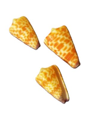 Bag of Three 1.5"- 2" Conus Tesselatus Shells