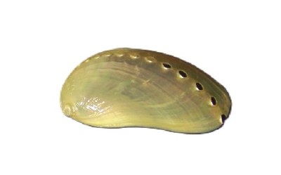 2"- 3" Pearl Abalone Donkey Ear