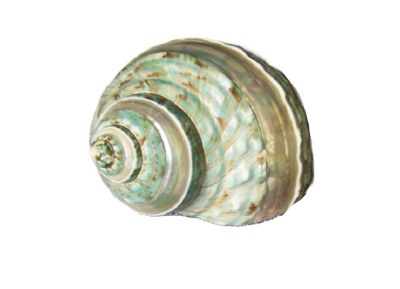 3"- 3.5" Pearl Turbo Jade Burgess Shell