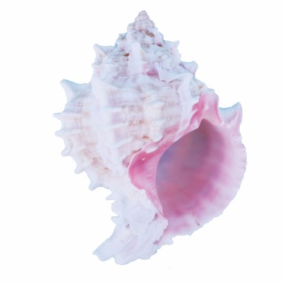 3"- 4" Pink Murex Shell