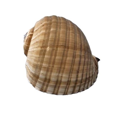 8"- 9" Brown Tonna Cepa Shell