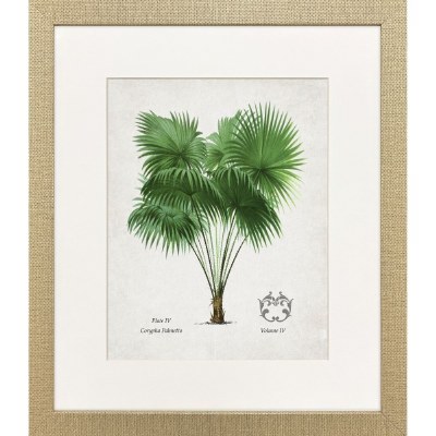 21" x 18" Corypha Palm Framed Coastal Print