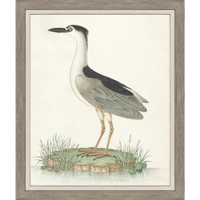 34" x 28" Black Crowned Heron Framed Coastal Print