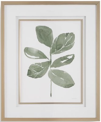 34" x 28" Fiddle Leaf 2 Framed Print Under Glass