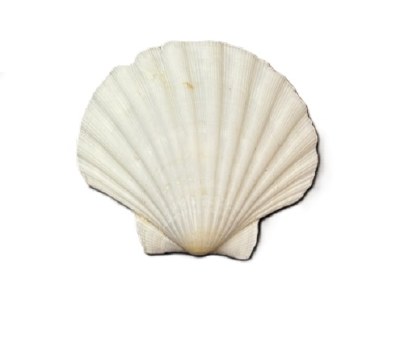 3.5"- 4" Lions Paw Shell
