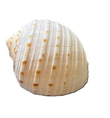 5"- 6" Tonna Tessalata Shell
