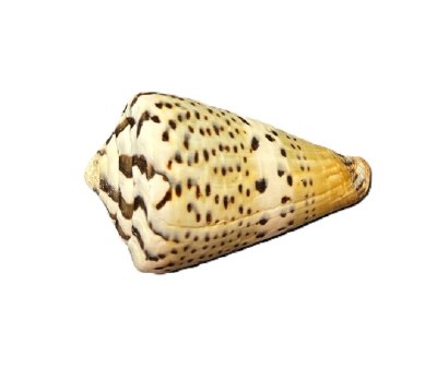 2.5"- 3" Mutilinius Cone
