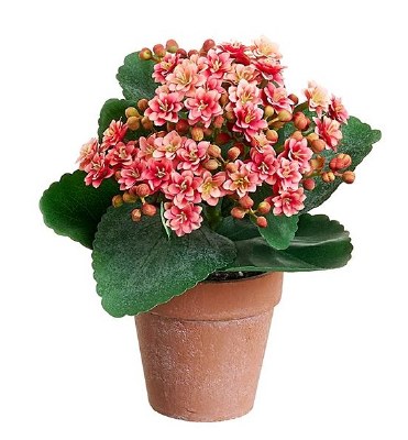 8" Faux Pink Kalanchoe in a Terracotta Pot