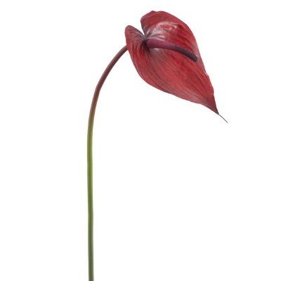 24" Faux Burgundy Anthurium