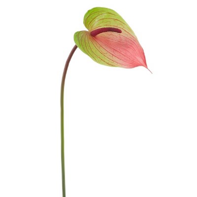 24" Faux Green and Pink Anthurium