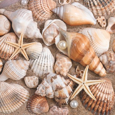 6.5" Sq Seashells Lunch Napkins
