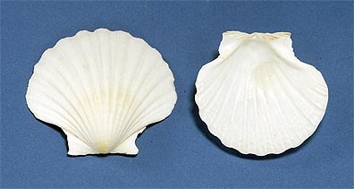 3 - 4" Irish Deep Single Shells