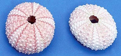 1 - 2" Bag of 5 Pink Sea Urchins
