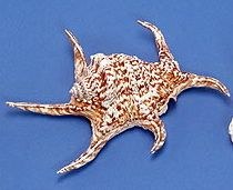 6 - 8" Lambis Chiagra Shell