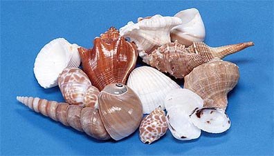 1 - 3" Mixed 1 Kilogram Indian Shell Bag